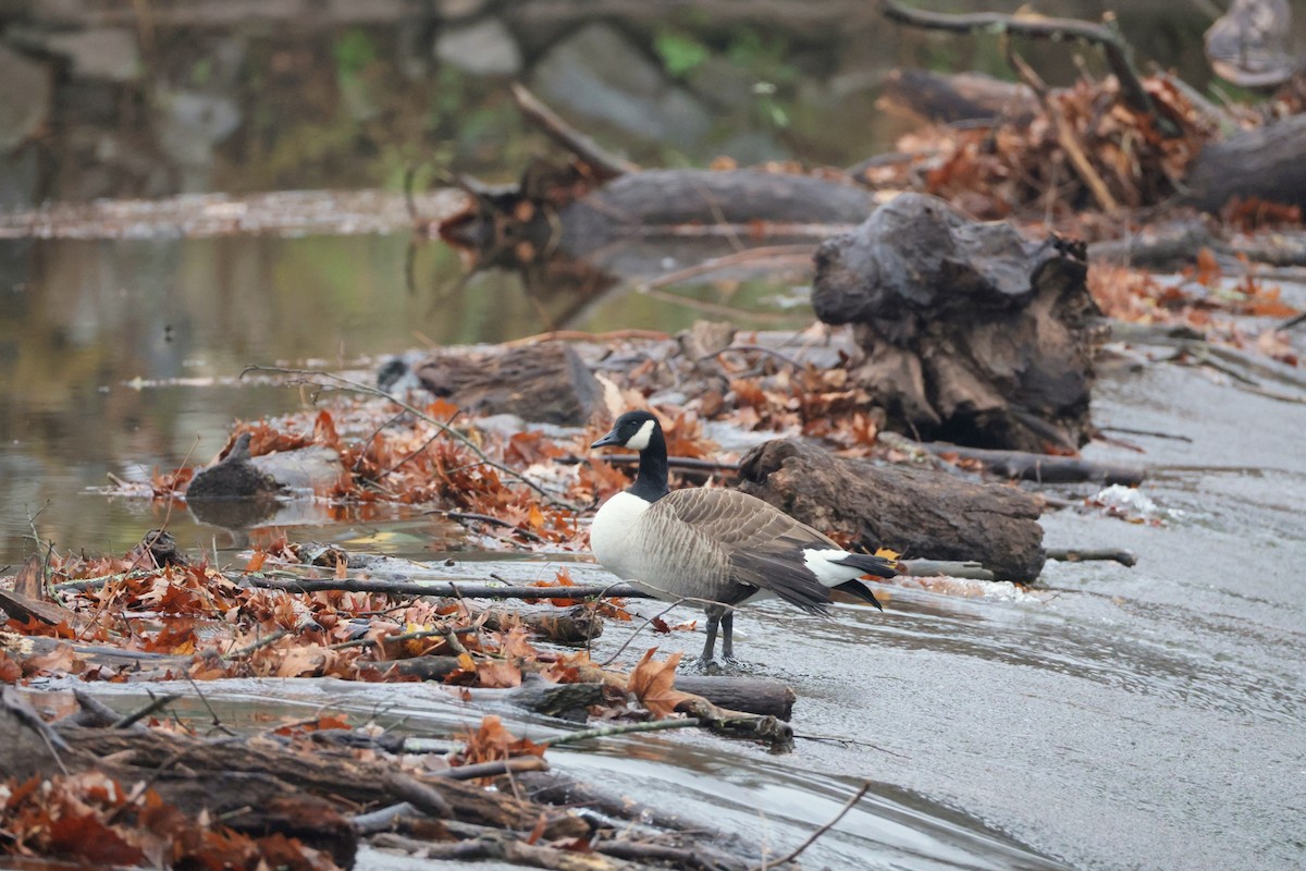 Canada Goose - ML645660646