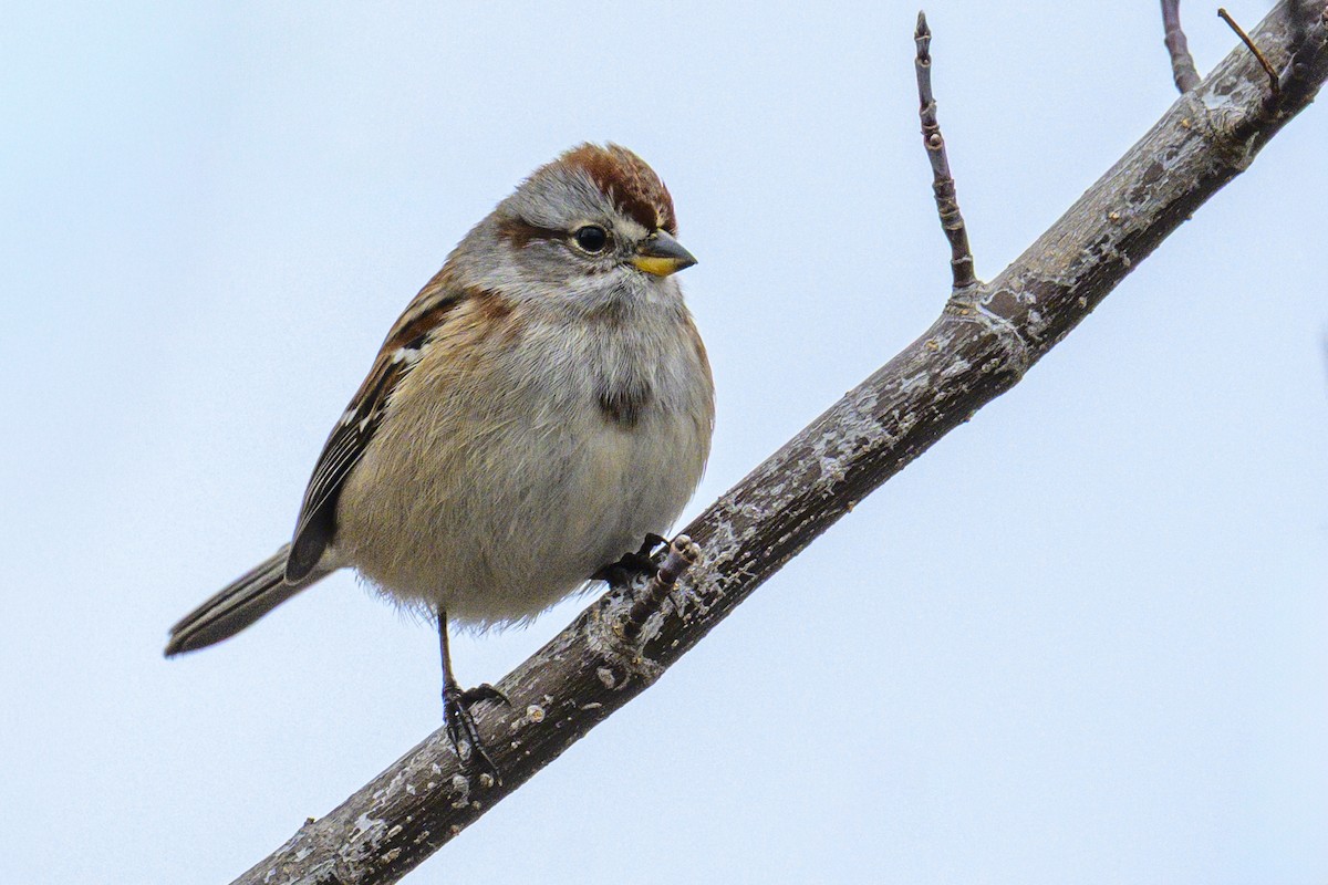 Пасовник північний - ML645660647