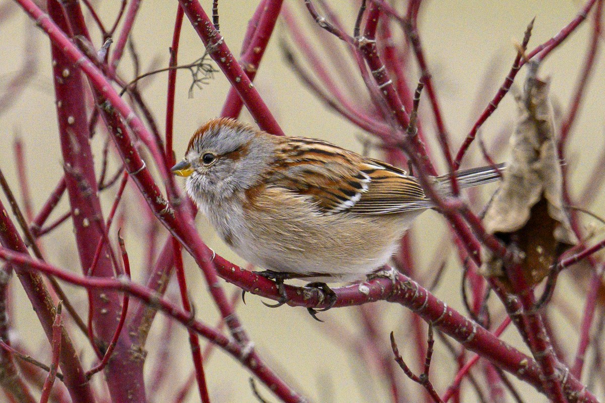 Пасовник північний - ML645660648