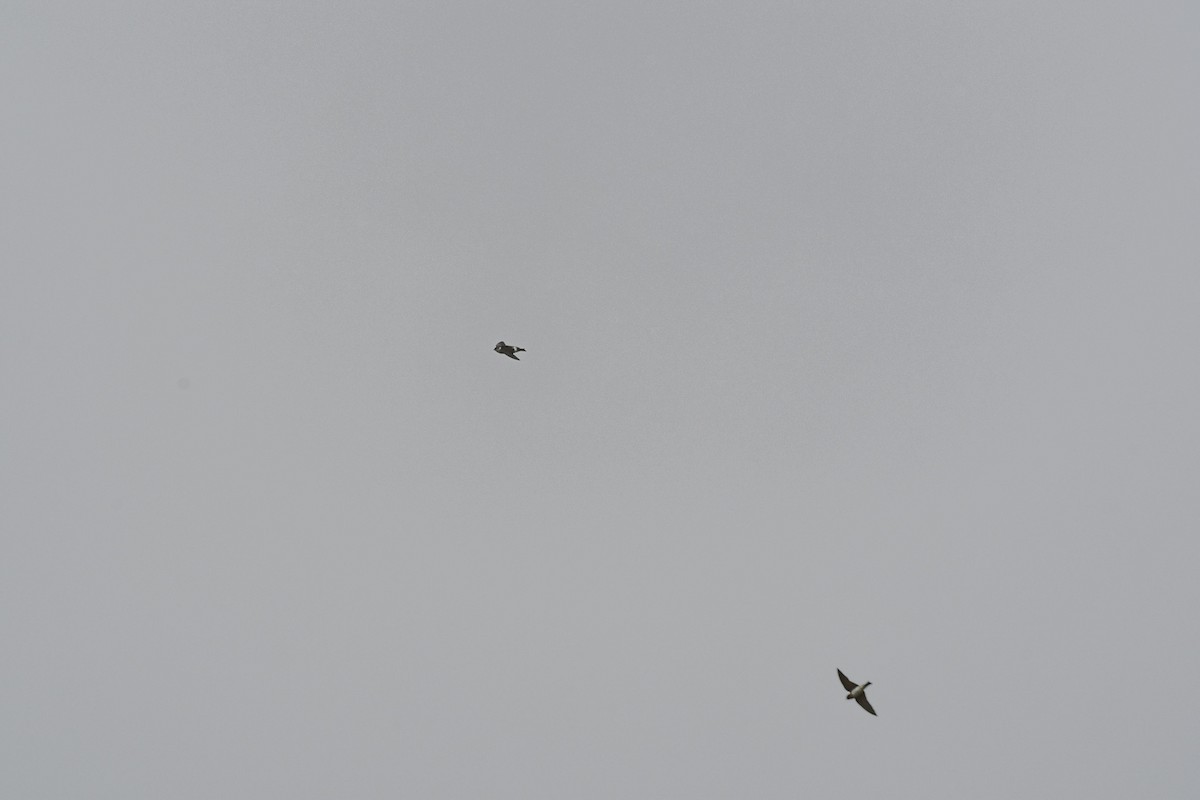 Violet-green Swallow - ML645660650