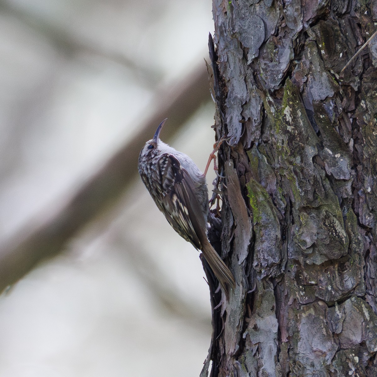 šoupálek krátkoprstý - ML645660660