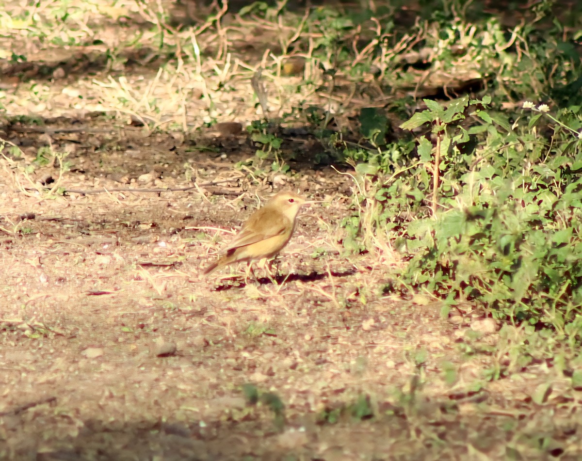 Booted Warbler - ML645660661