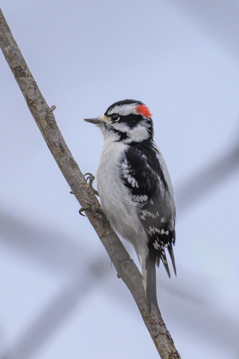 Downy Woodpecker - ML645660662