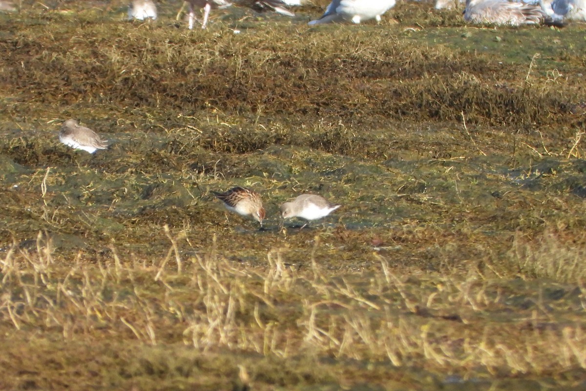 Sharp-tailed Sandpiper - ML645660664