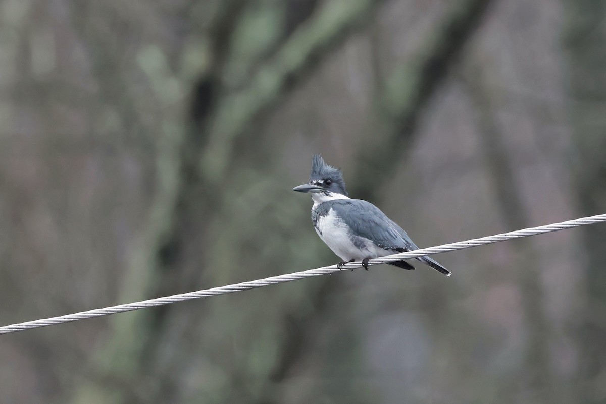 Belted Kingfisher - ML645660665