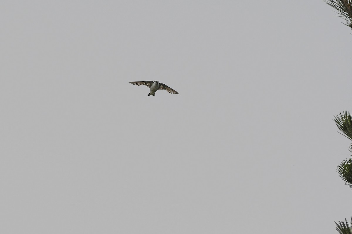 Violet-green Swallow - ML645660666