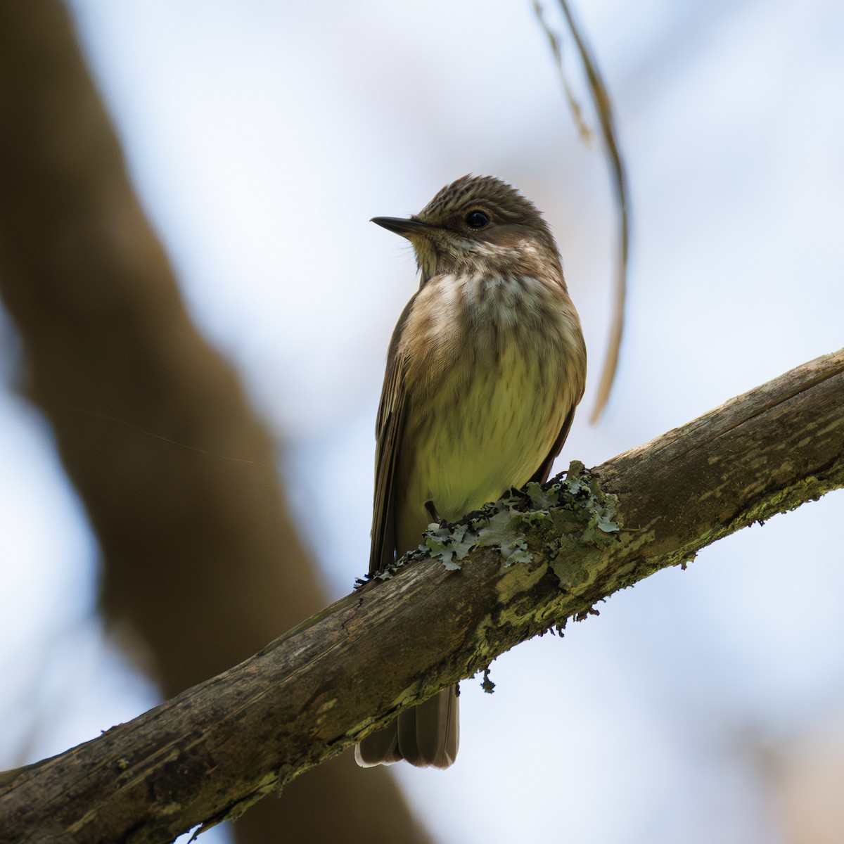 lejsek šedý - ML645660668