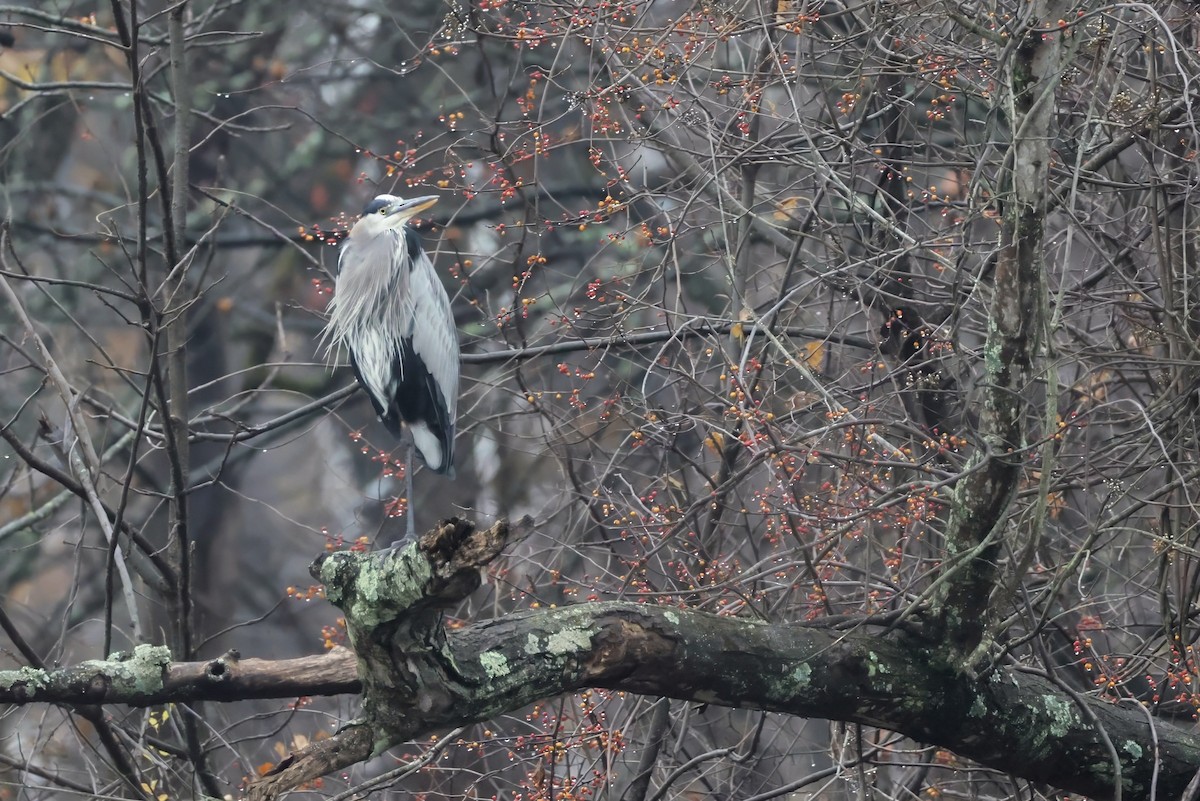 Great Blue Heron - ML645660673