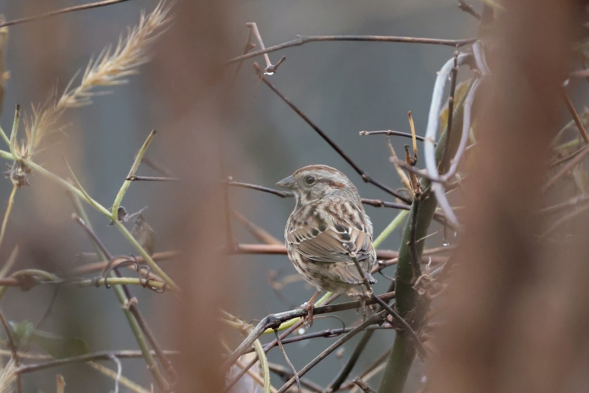 Song Sparrow - ML645660680