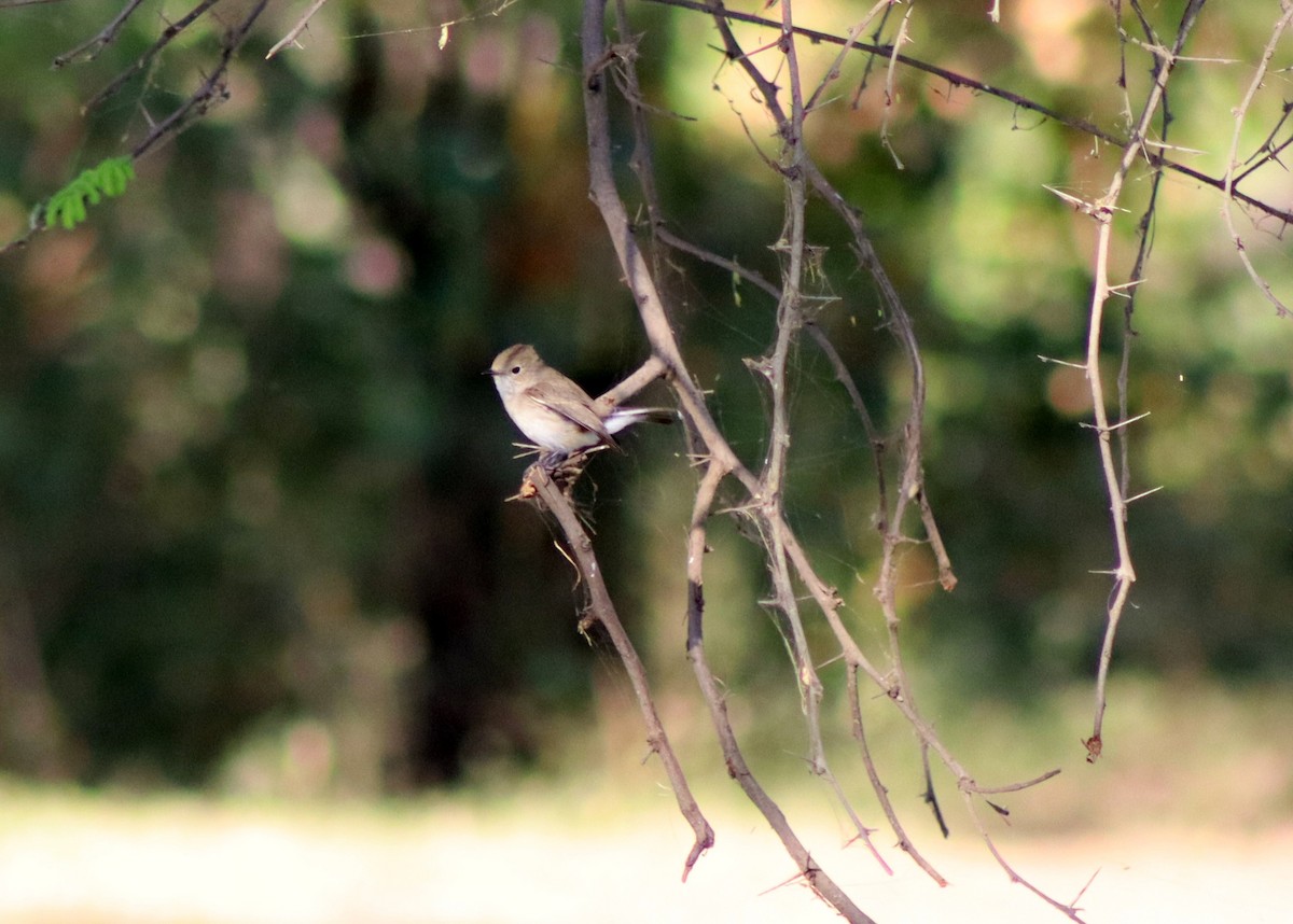 Taiga Flycatcher - ML645660681
