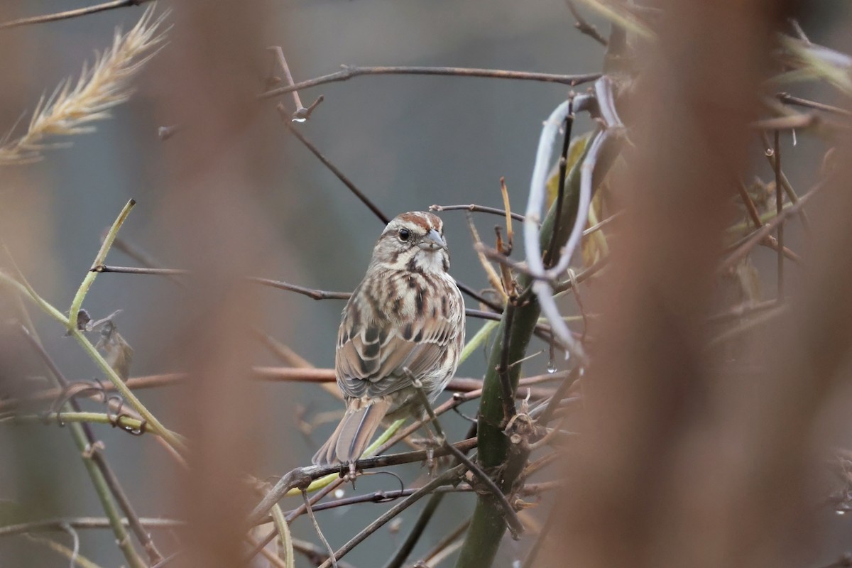 Song Sparrow - ML645660682