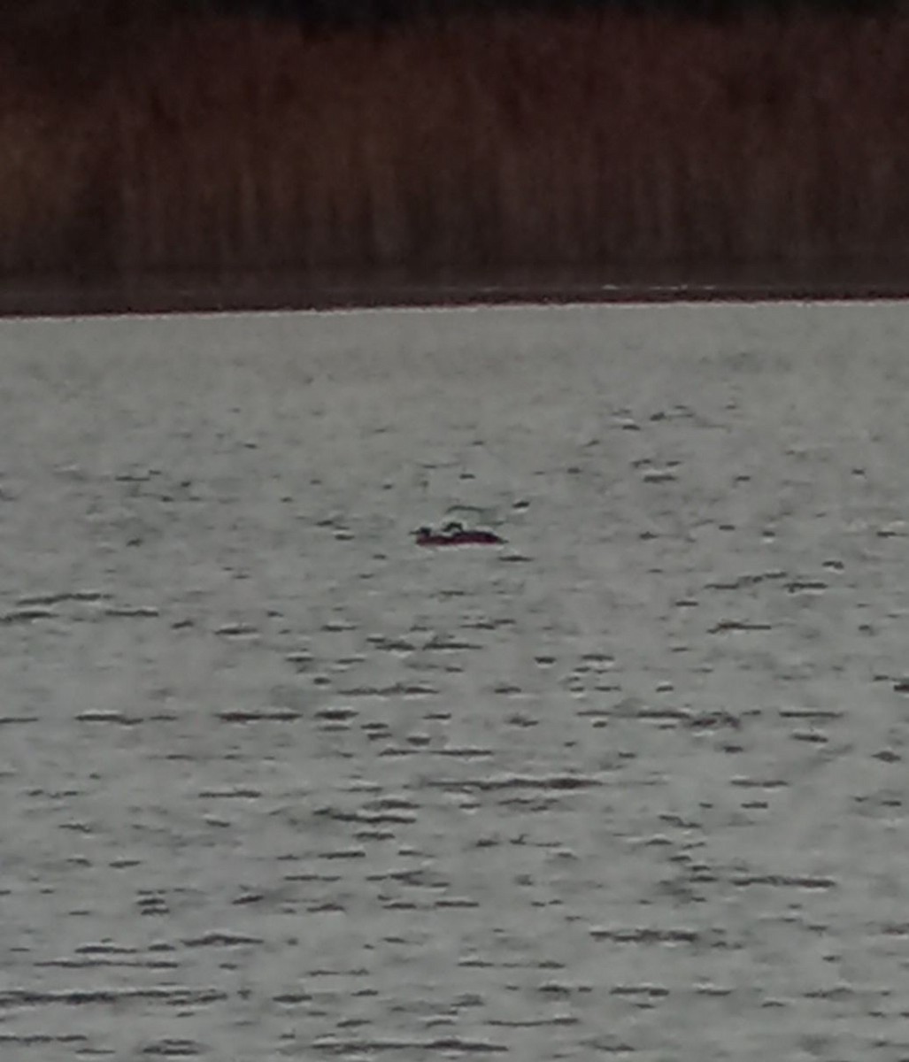 ヨーロッパクロガモ - ML645660683