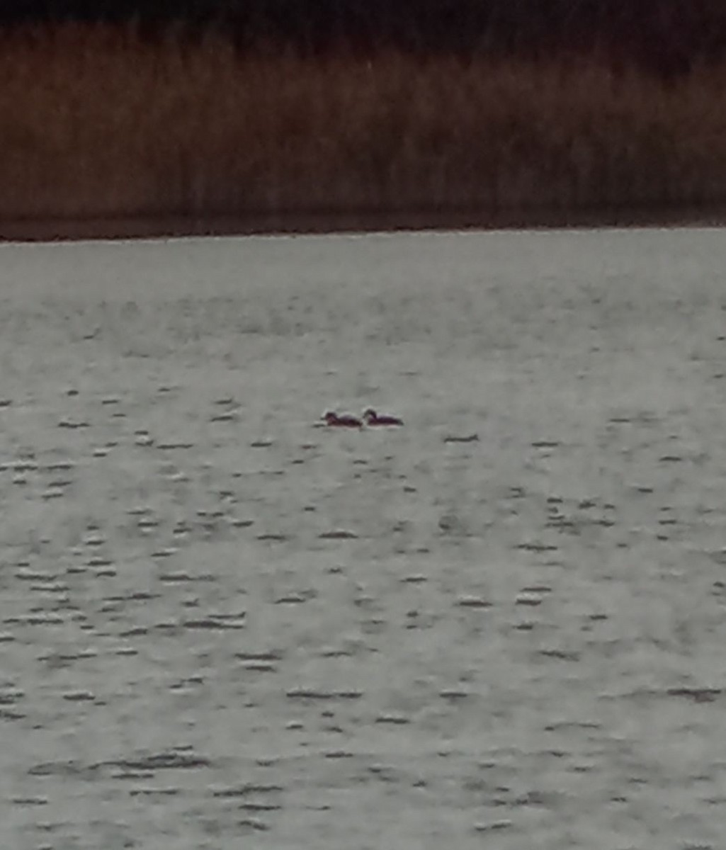 ヨーロッパクロガモ - ML645660684