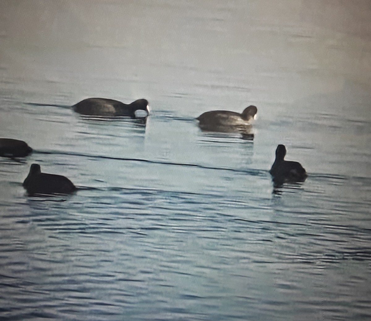 American Coot - ML645660686