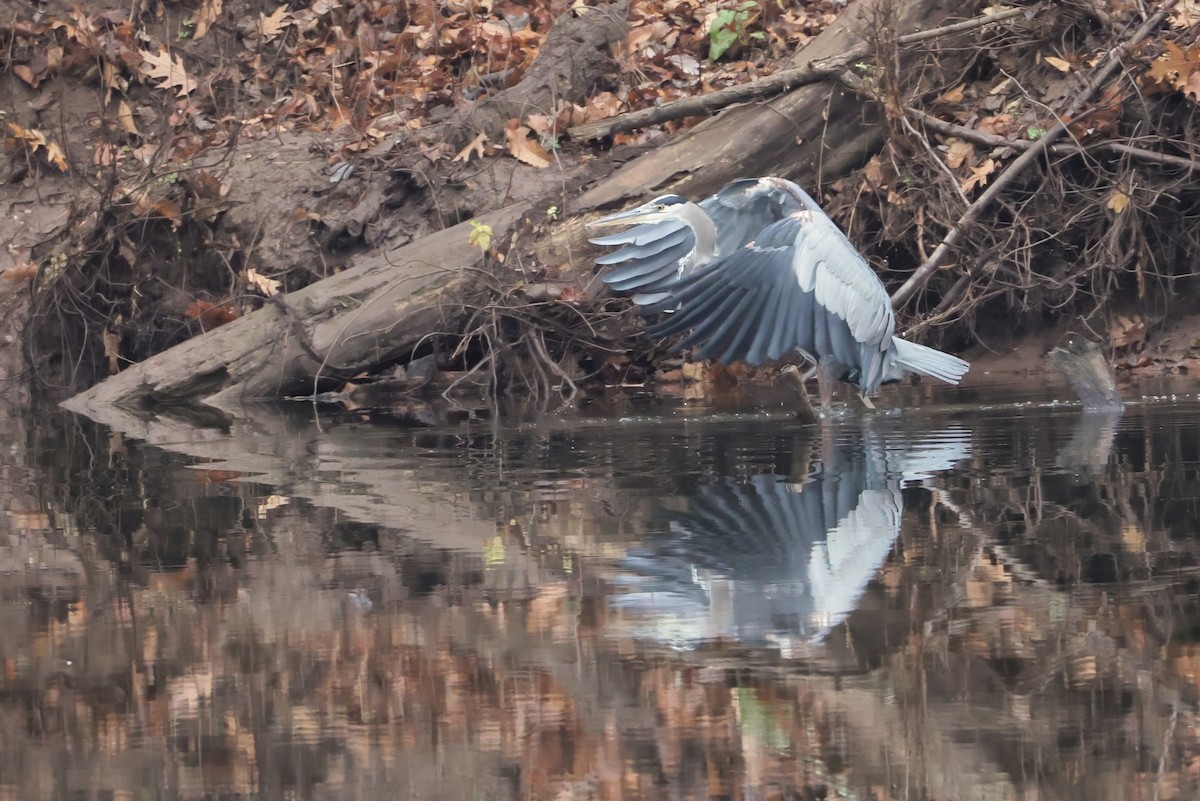 Great Blue Heron - ML645660696