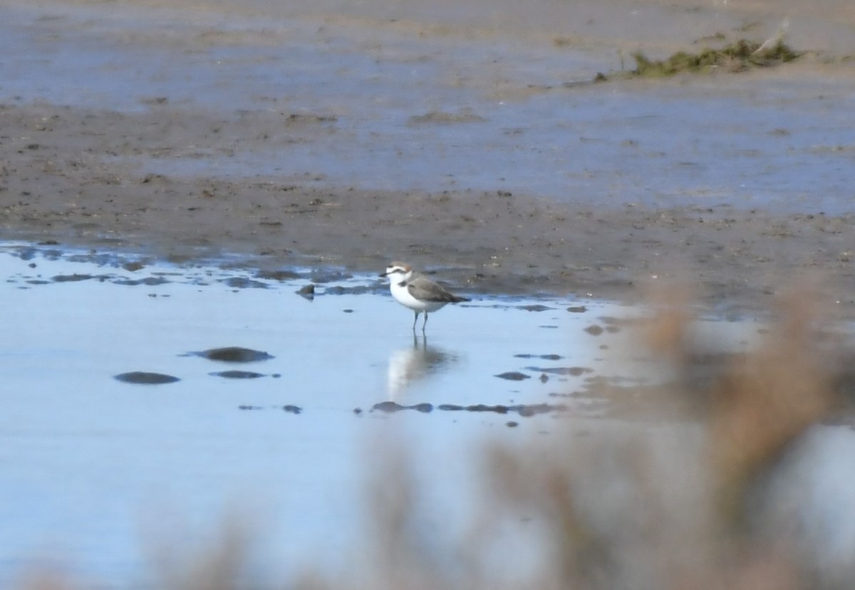 Kentish Plover - ML645660699