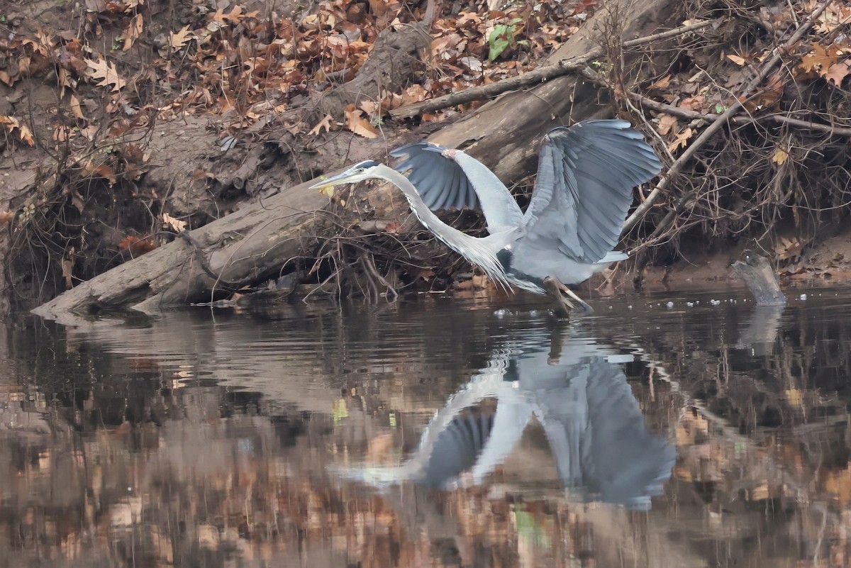 Great Blue Heron - ML645660701
