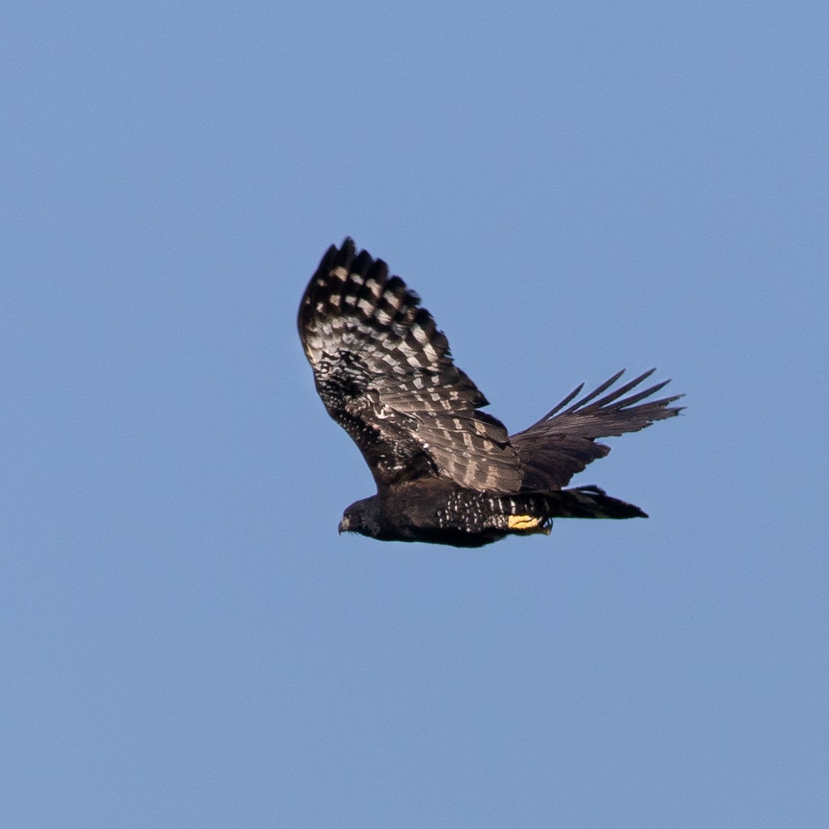 Black Hawk-Eagle - ML645660704