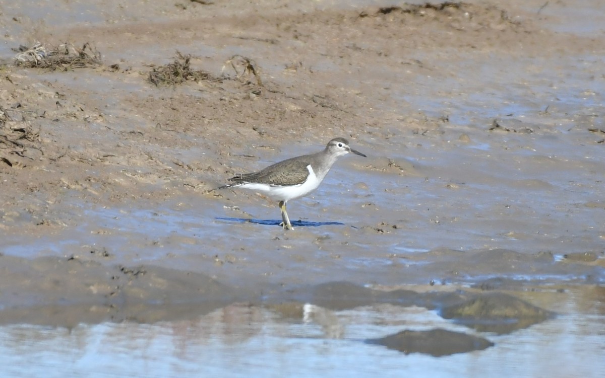 Common Sandpiper - ML645660708