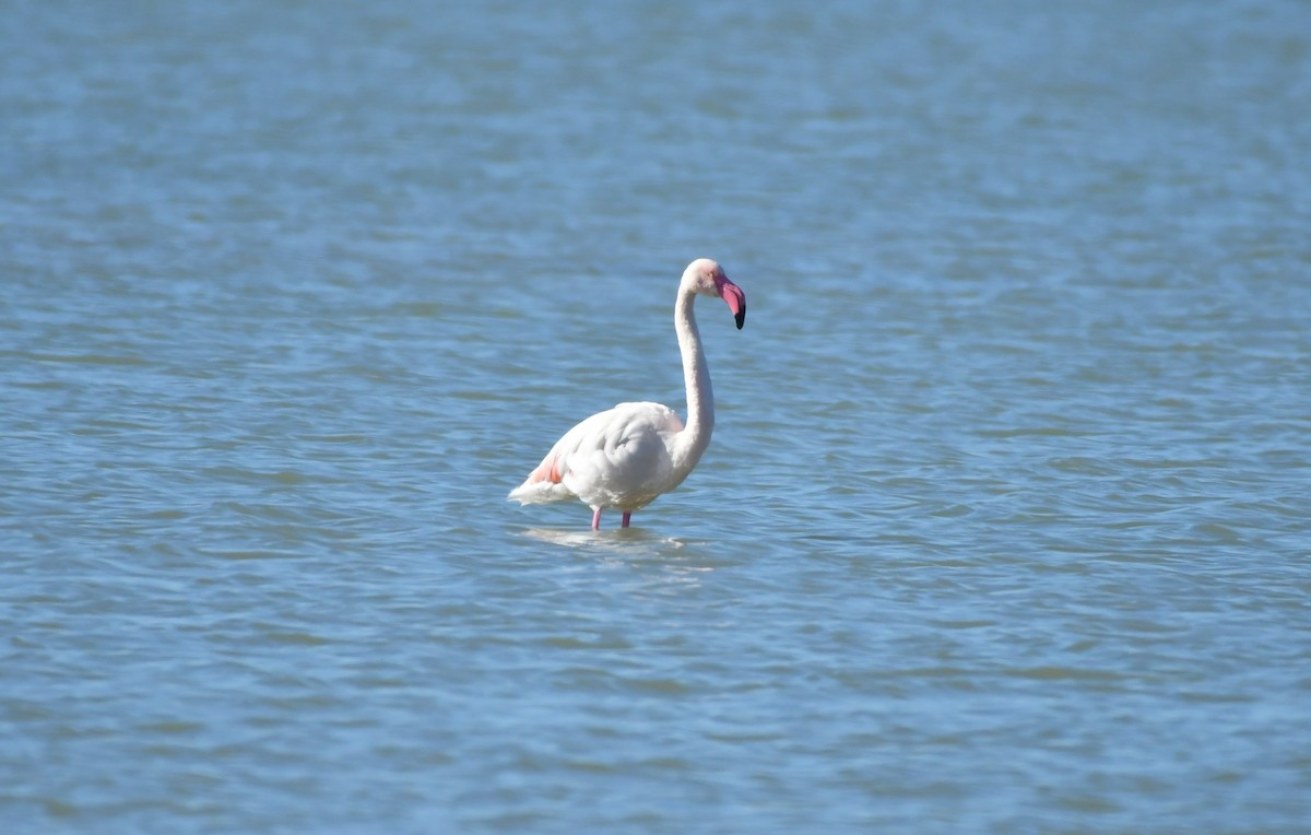 Greater Flamingo - ML645660719