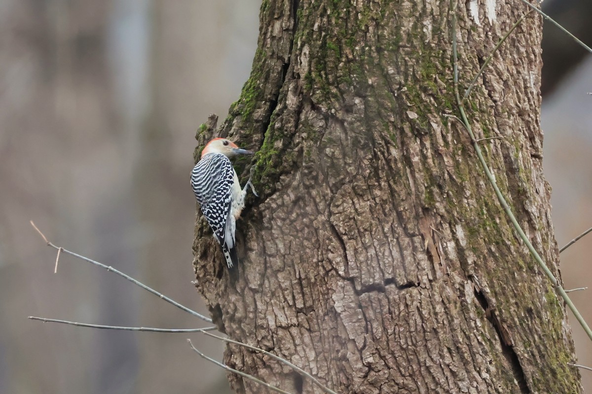 Red-bellied Woodpecker - ML645660720
