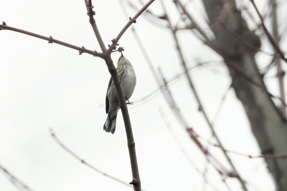 Yellow-rumped Warbler - ML645660730