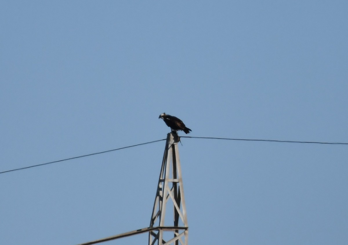 Osprey - ML645660732