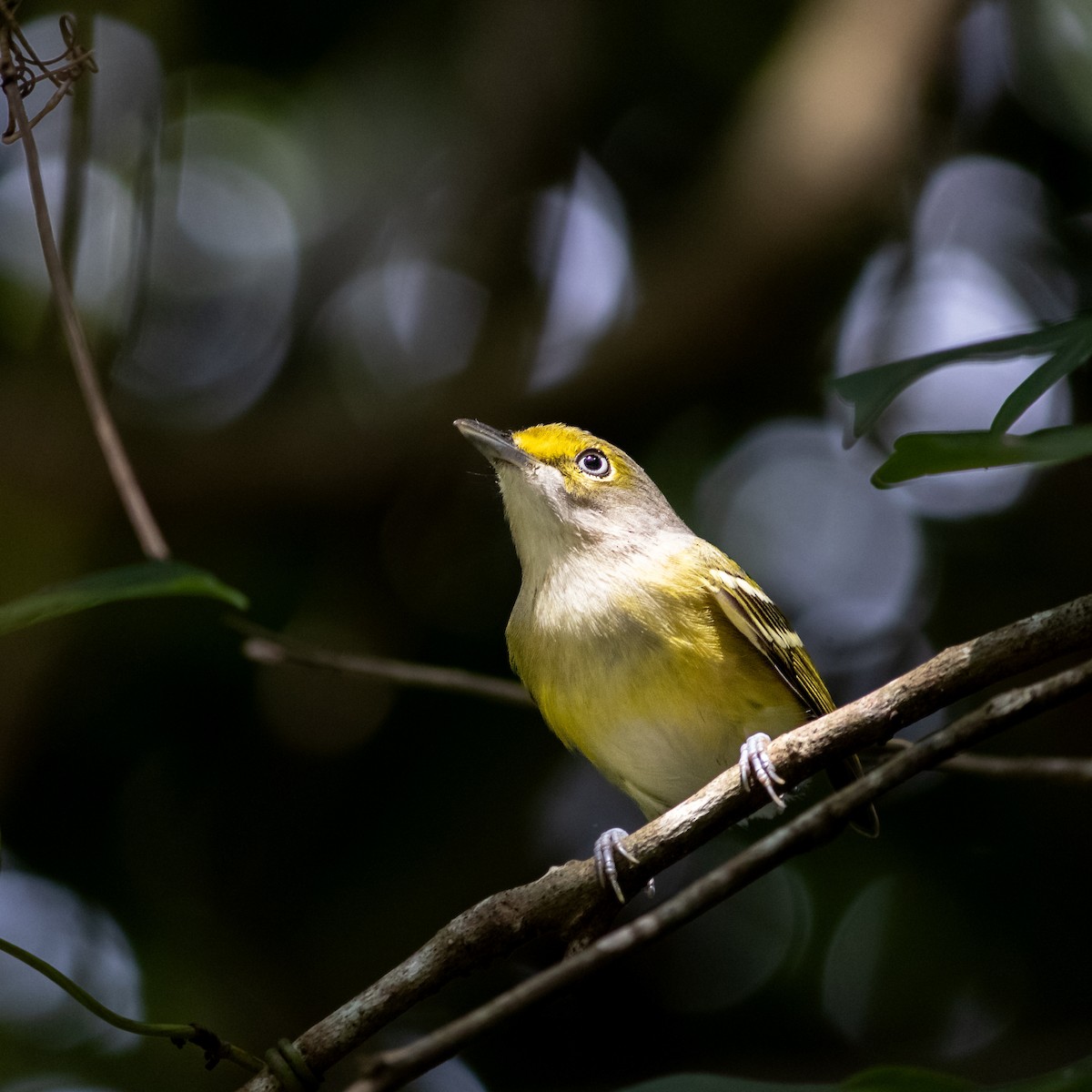 ויראו לבן-עין - ML645660742