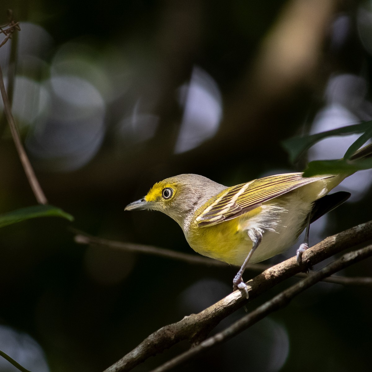 ויראו לבן-עין - ML645660743