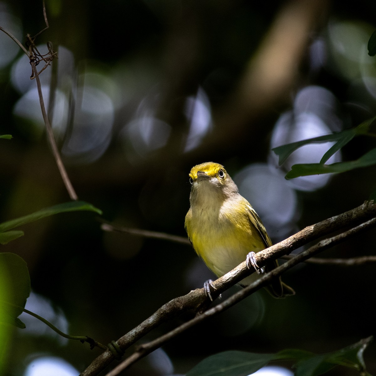 ויראו לבן-עין - ML645660744