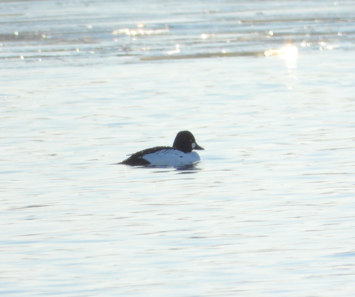 hohol severní - ML645660751