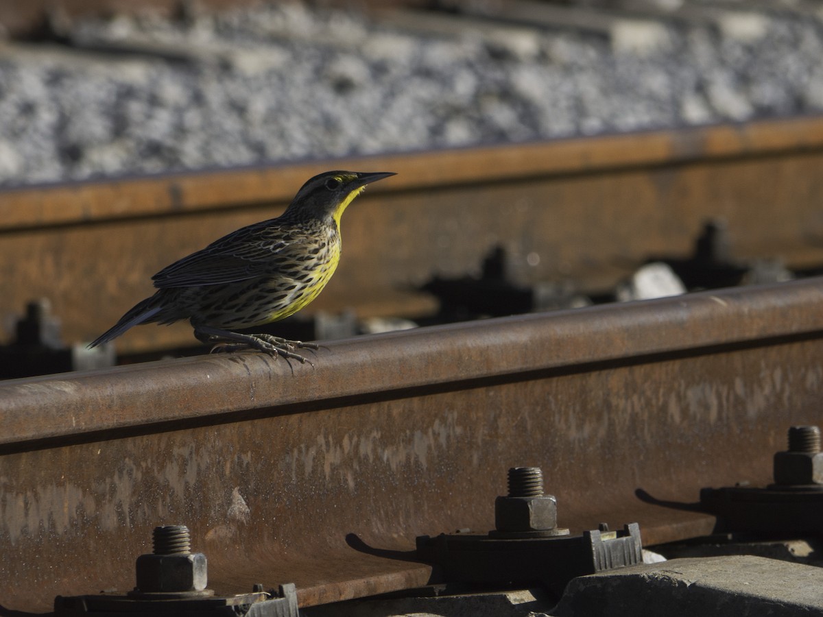 Eastern Meadowlark - ML645660753