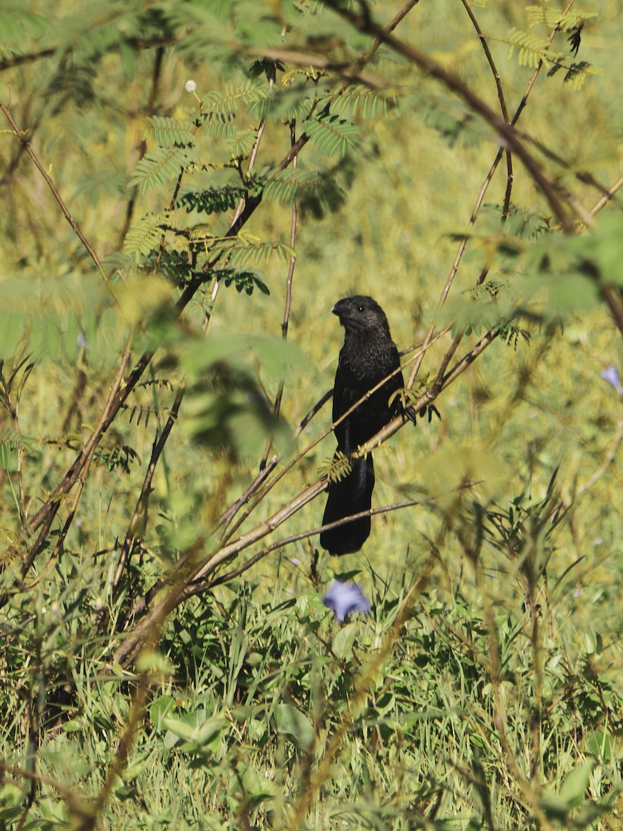 glattnebbani - ML645660755