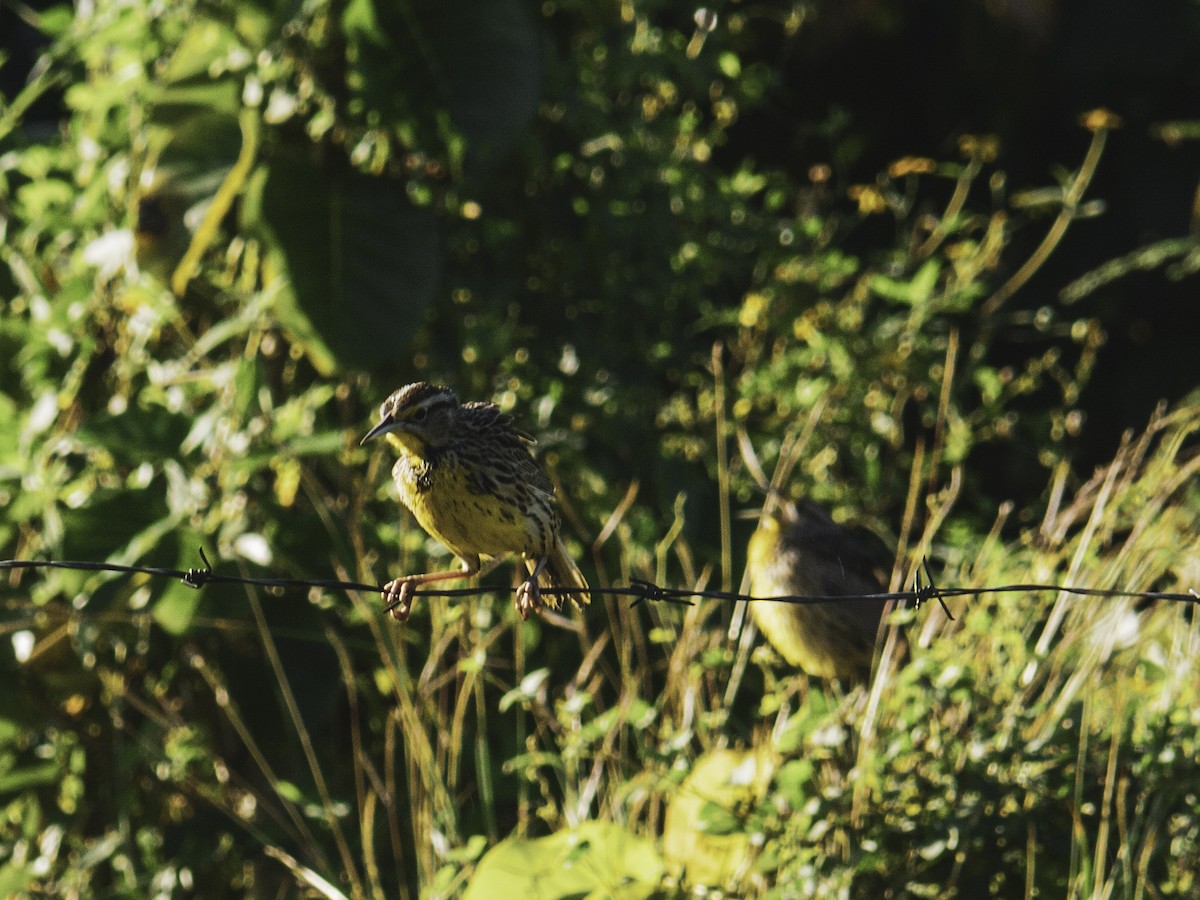 Eastern Meadowlark - ML645660756