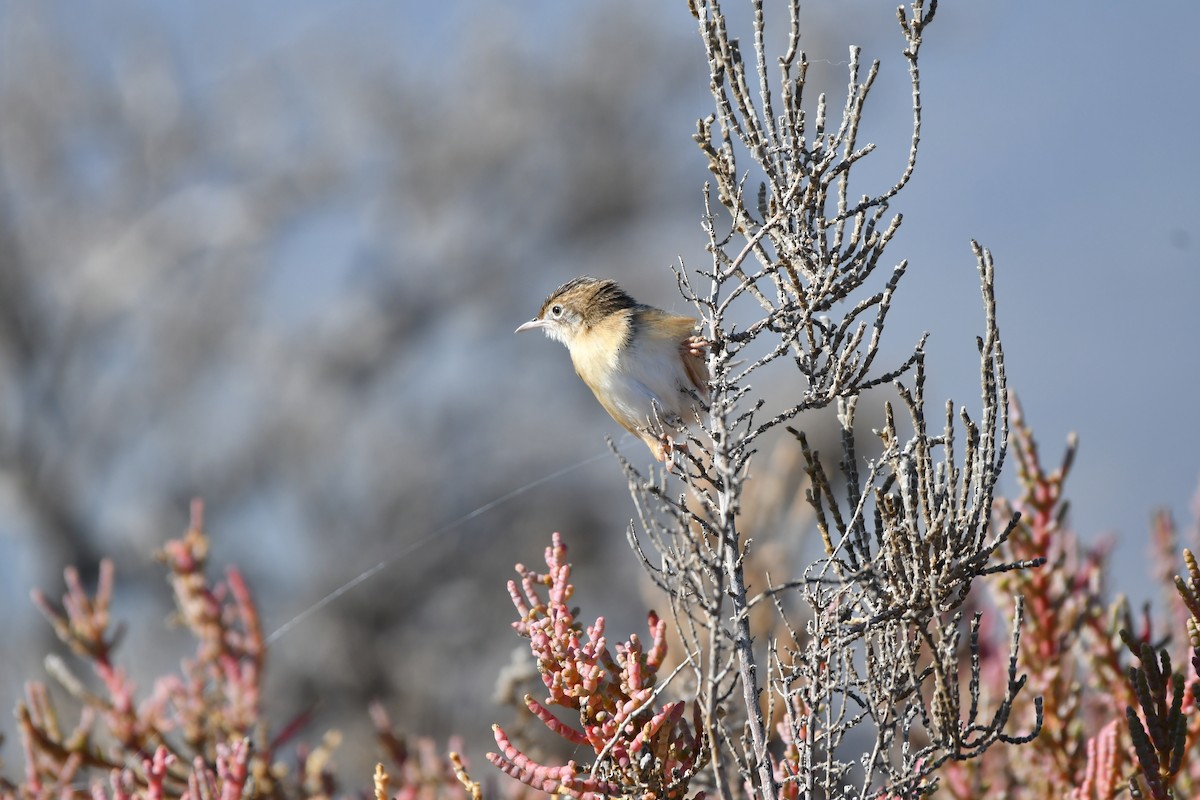 Zitting Cisticola - ML645660758