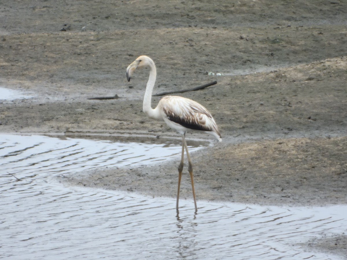 Greater Flamingo - ML645660759