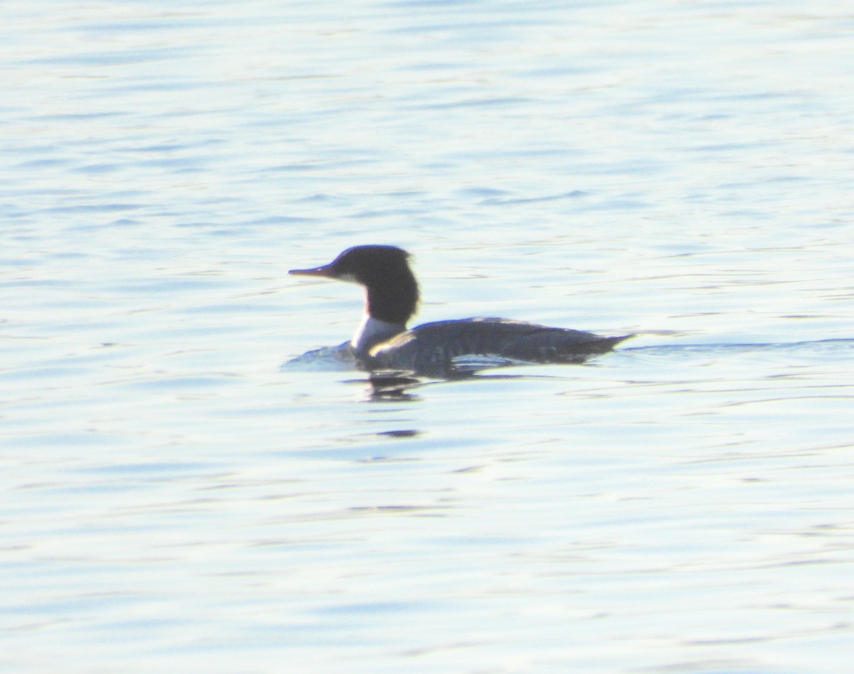 morčák velký - ML645660766