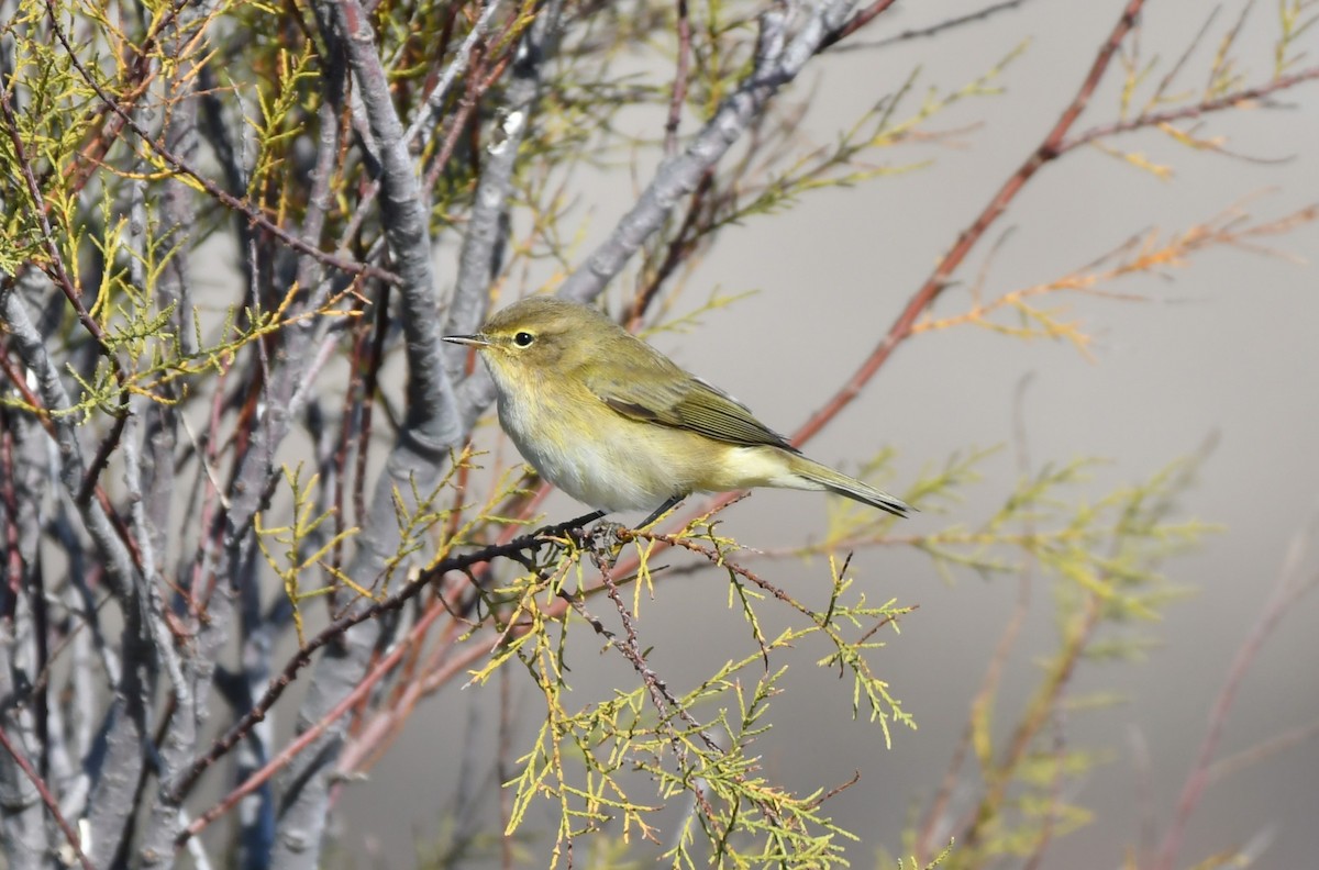 Common Chiffchaff - ML645660769