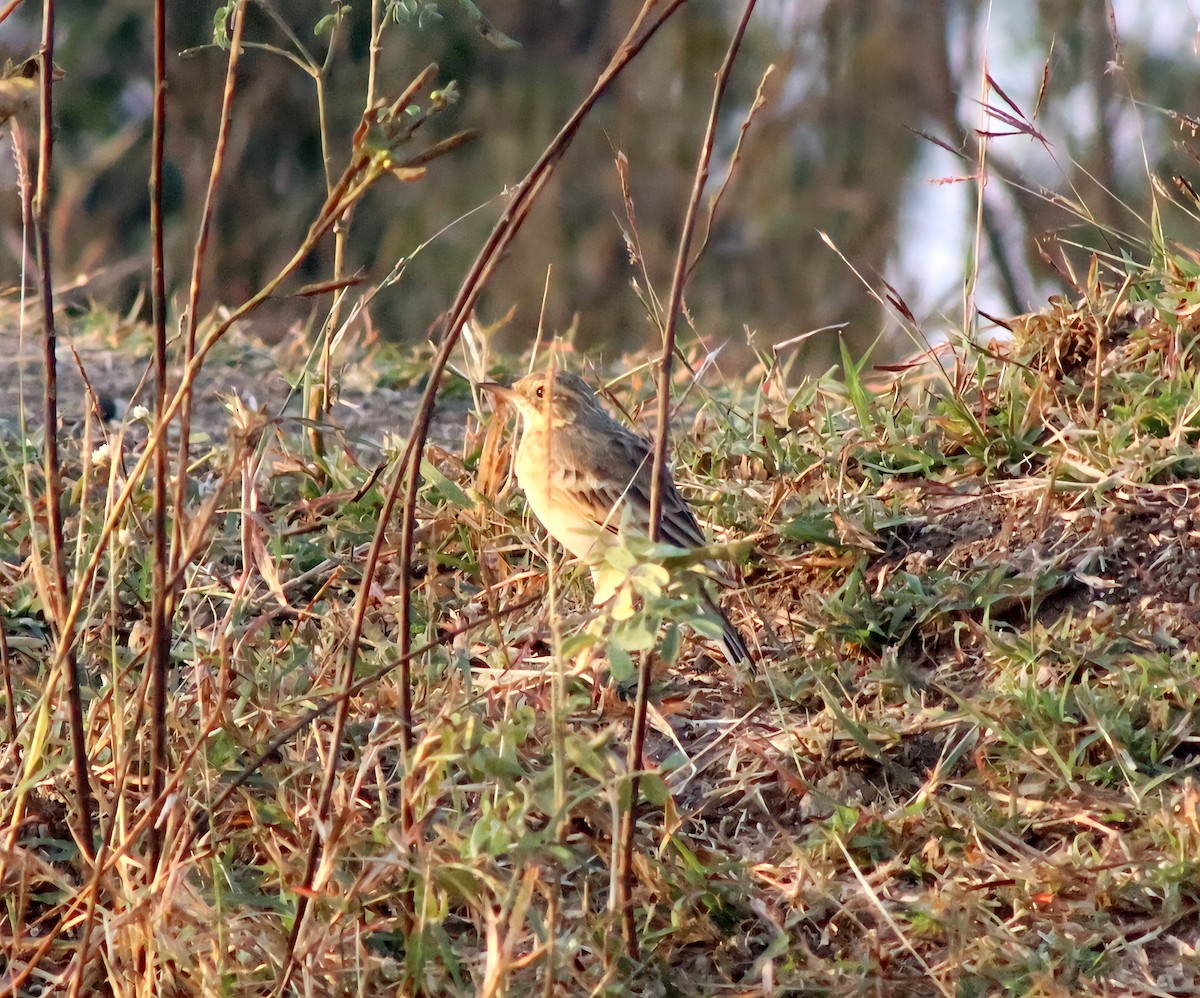 Paddyfield Pipit - ML645660770