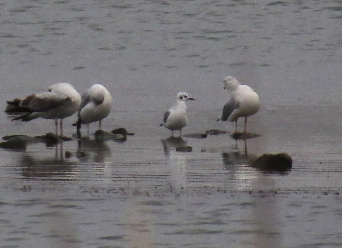 Gabbiano di Bonaparte - ML645660771