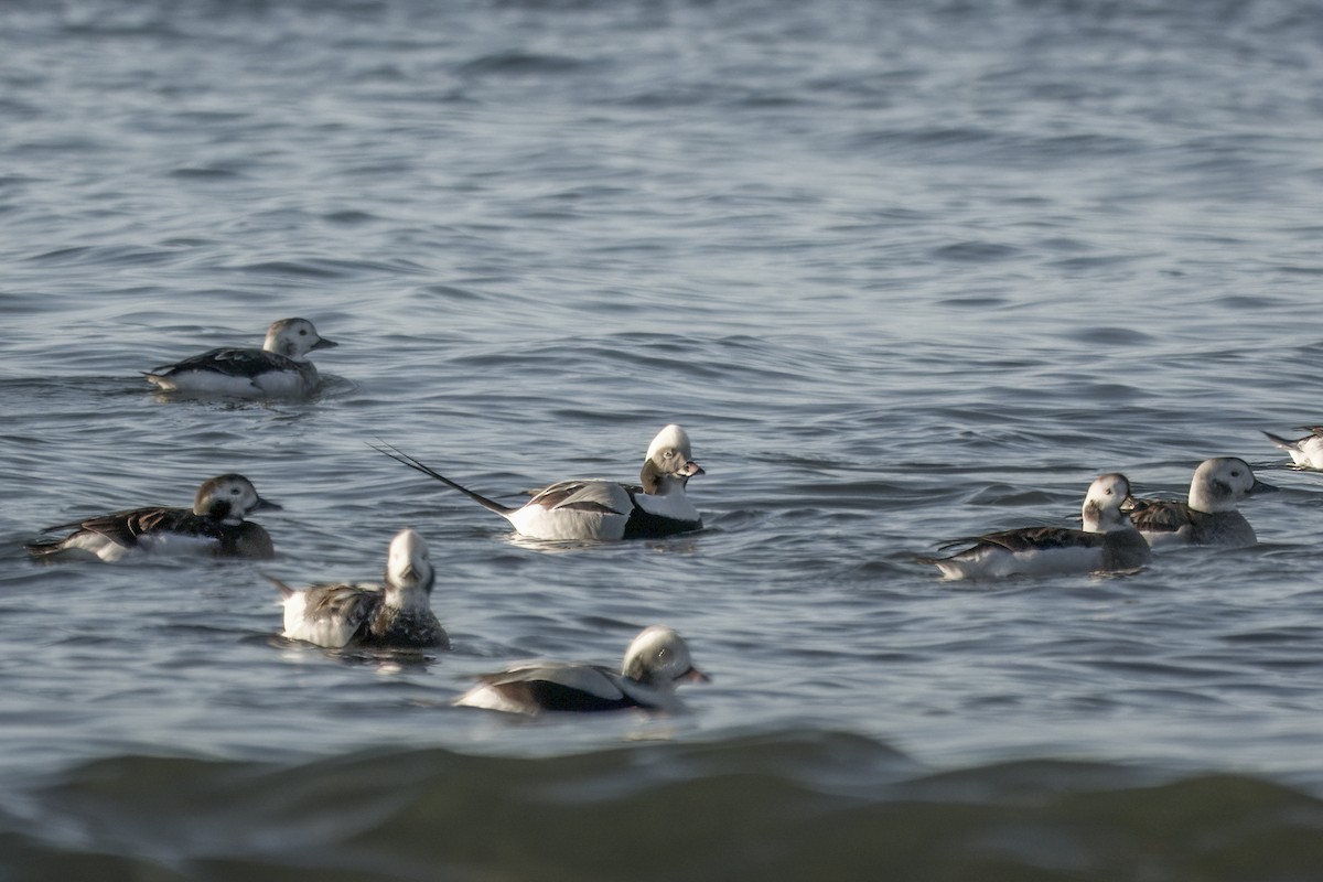 Long-tailed Duck - ML645660772