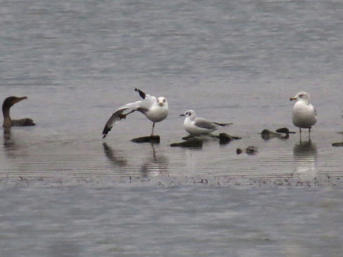 Gabbiano di Bonaparte - ML645660774