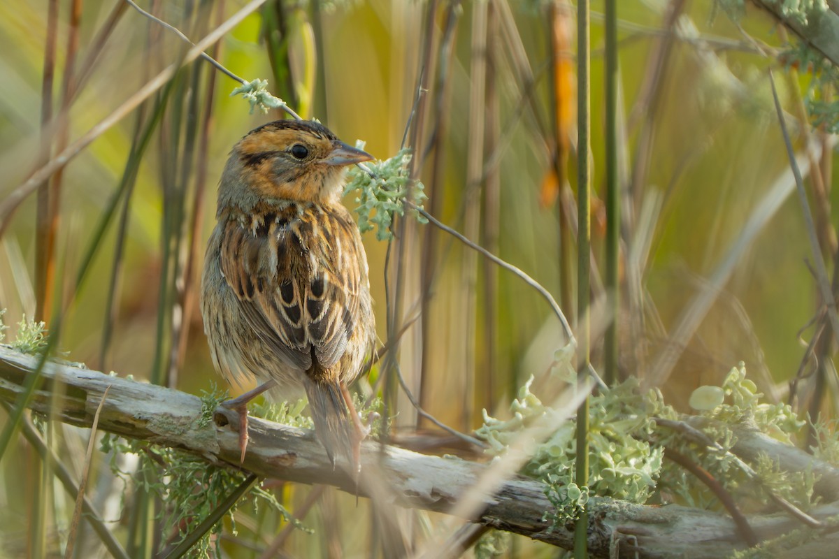 Nelson's Sparrow - ML645660775