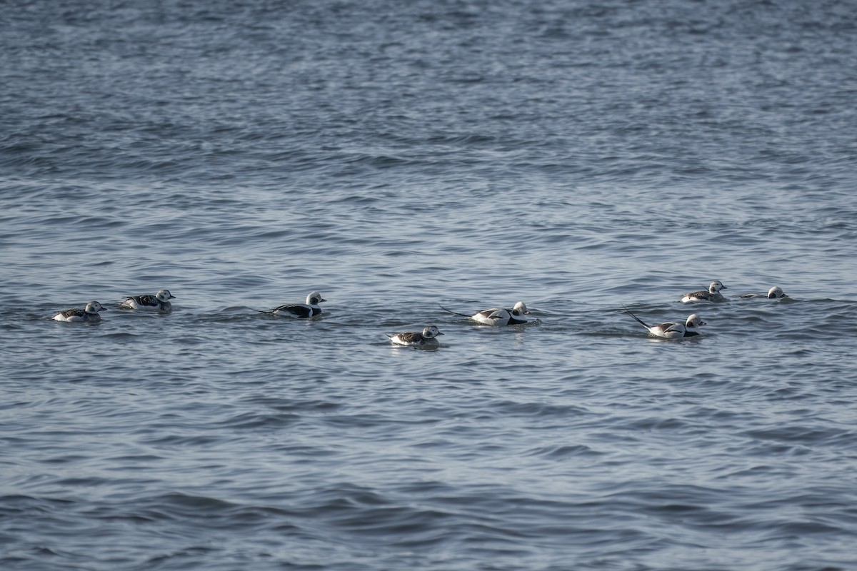 Long-tailed Duck - ML645660776
