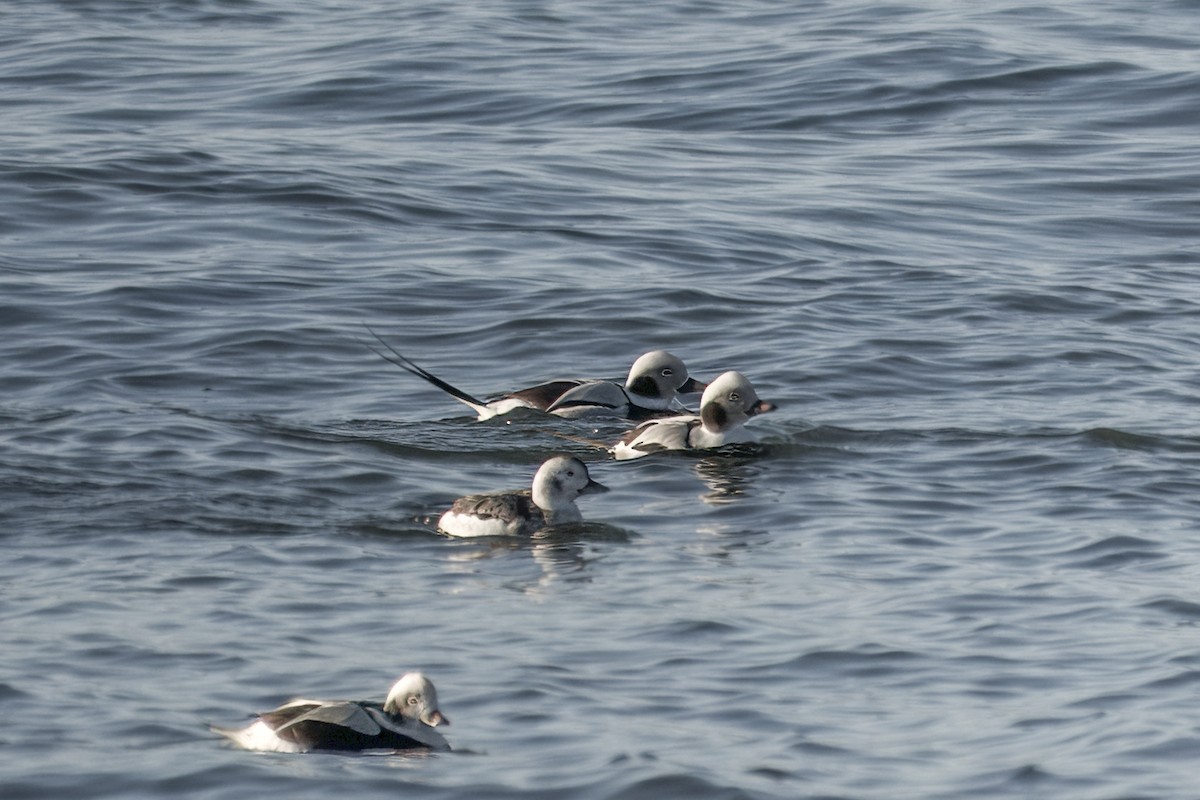 Long-tailed Duck - ML645660778