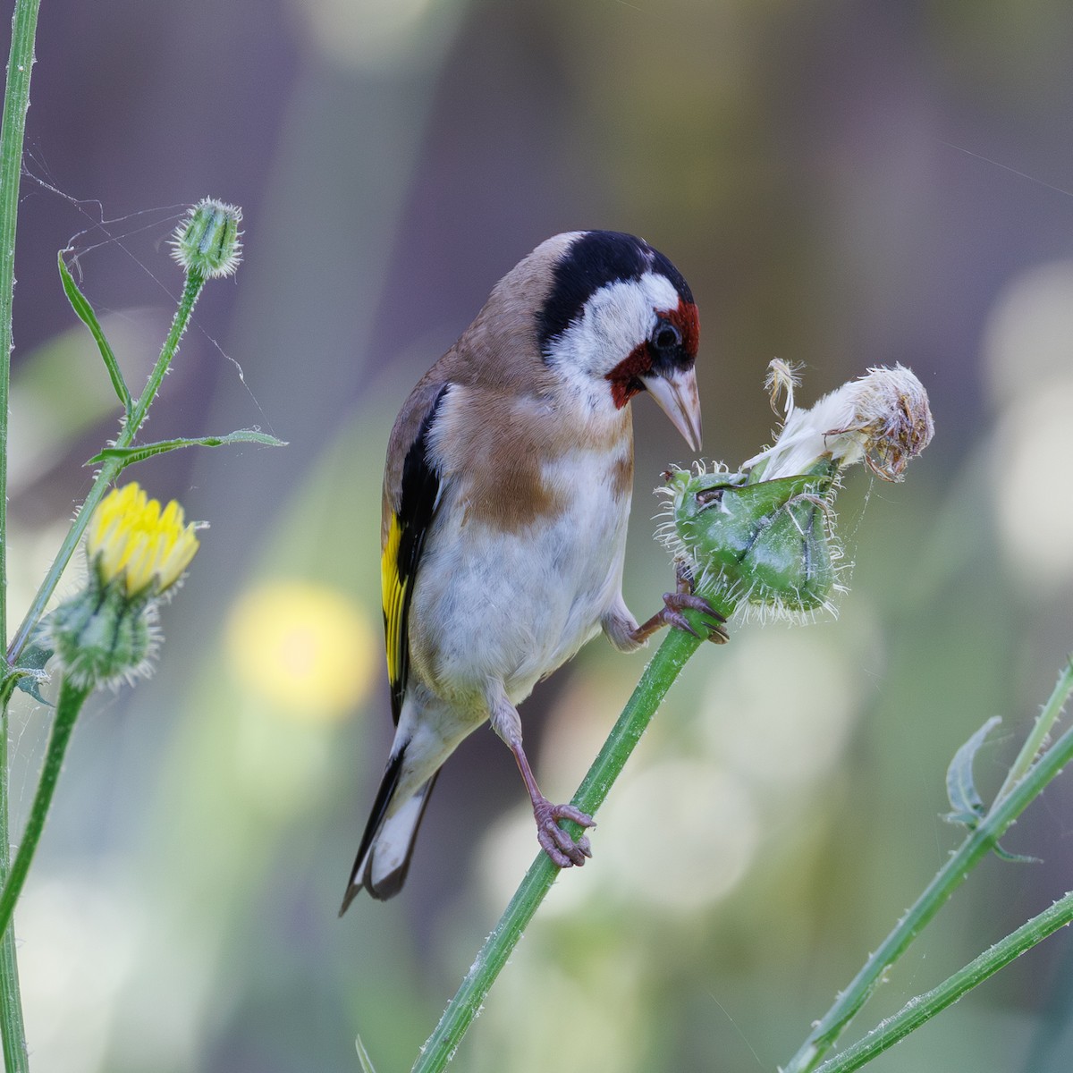 stehlík obecný - ML645660780