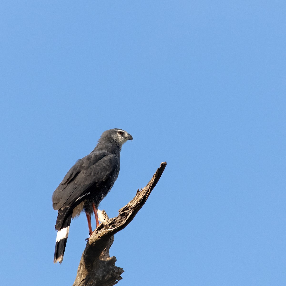 Crane Hawk - ML645660785