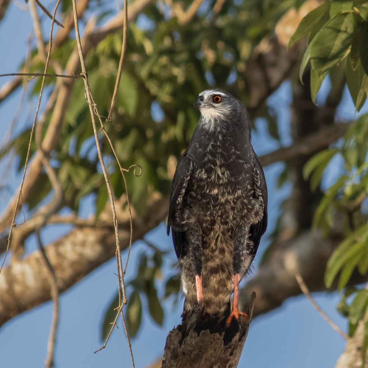 Crane Hawk - ML645660786