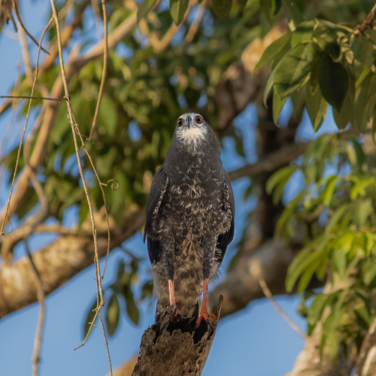 Crane Hawk - ML645660787