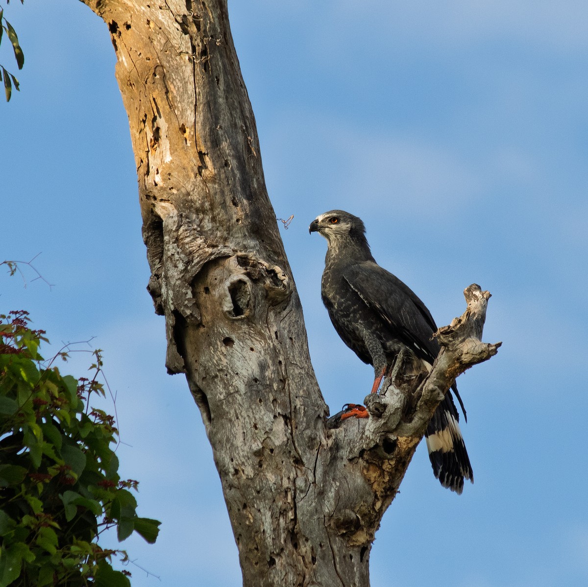Crane Hawk - ML645660788